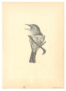 Eiko Borcherding, O.T., 2017, Bleistift, Collage, 34x24cm