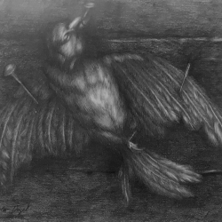 Uwe-BullmannGetöteter-Vogel1985Graphitstift-auf-Papier24x31cm